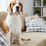 How to Teach Dogs to Stay Off Furniture: Effective Training Tips