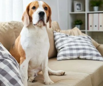 How to Teach Dogs to Stay Off Furniture: Effective Training Tips