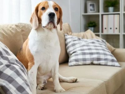 How to Teach Dogs to Stay Off Furniture: Effective Training Tips