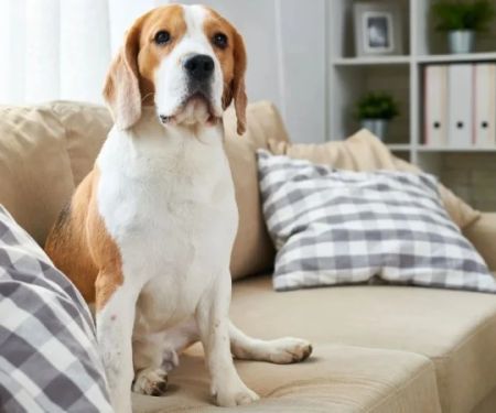 How to Teach Dogs to Stay Off Furniture: Effective Training Tips
