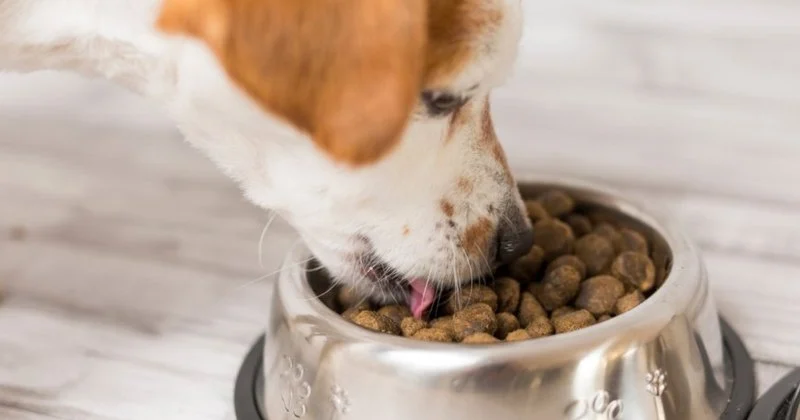 Best Dog Foods for Healthy Skin and Coat