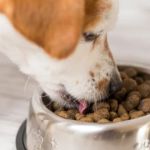 Best Dog Foods for Healthy Skin and Coat