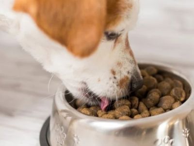 Best Dog Foods for Healthy Skin and Coat