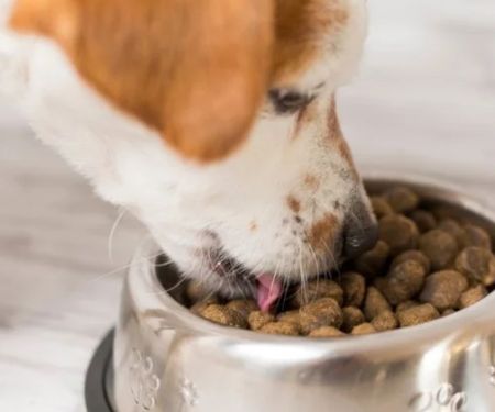 Best Dog Foods for Healthy Skin and Coat