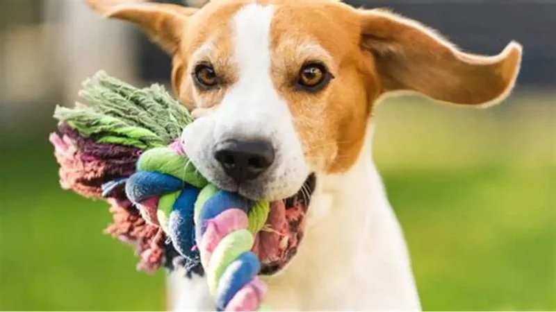 How to Improve Your Dog’s Immune System Naturally