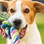 How to Improve Your Dog’s Immune System Naturally