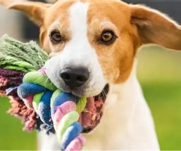 How to Improve Your Dog’s Immune System Naturally