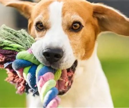 How to Improve Your Dog’s Immune System Naturally