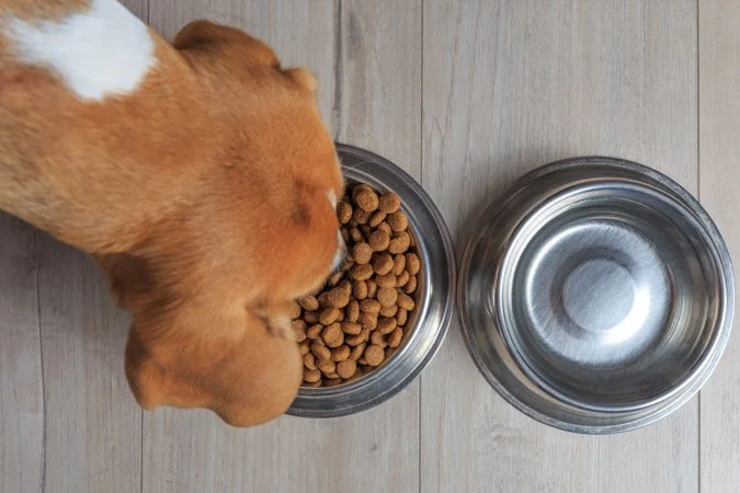 The Truth About Grain-Free Dog Food: Pros and Cons