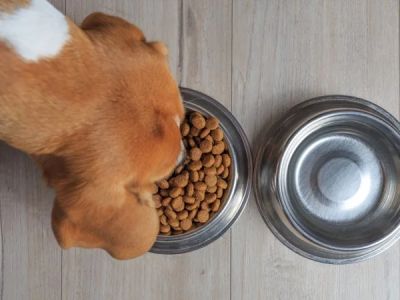 The Truth About Grain-Free Dog Food: Pros and Cons