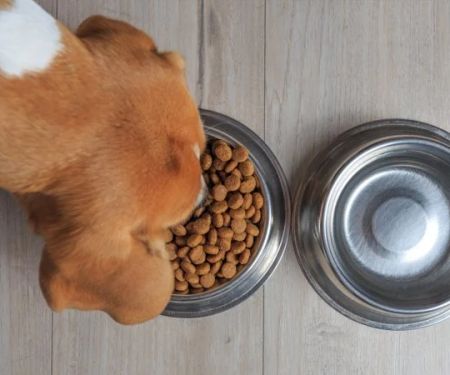 The Truth About Grain-Free Dog Food: Pros and Cons