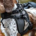 The Best Dog Harnesses for Hiking and Outdoor Adventures