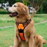 Best Dog Harnesses for Everyday Activities