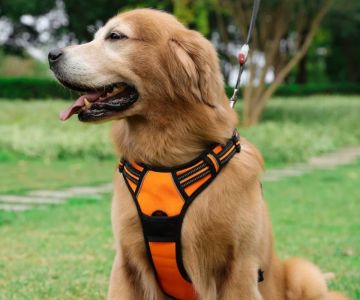 Best Dog Harnesses for Everyday Activities