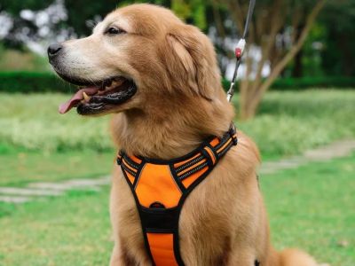 Best Dog Harnesses for Everyday Activities