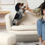 How to Teach Your Dog Basic Commands in 7 Days: A Step-by-Step Guide