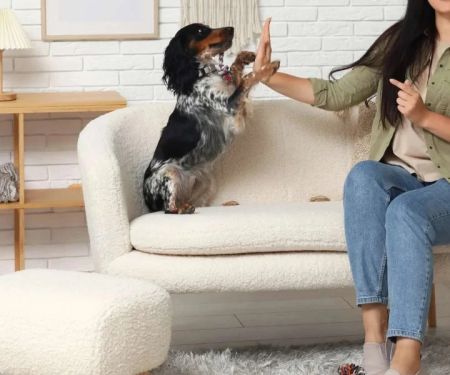 How to Teach Your Dog Basic Commands in 7 Days: A Step-by-Step Guide