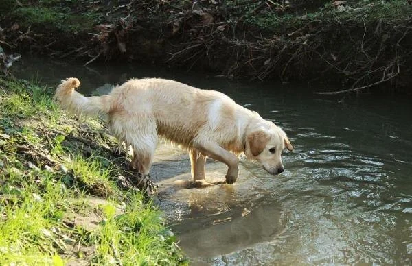 Why Are Some Dogs Afraid of Water and How to Help