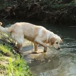 Why Are Some Dogs Afraid of Water and How to Help