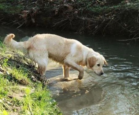 Why Are Some Dogs Afraid of Water and How to Help