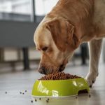 Best Dog Foods for Allergies According to Vets - Expert Recommendations