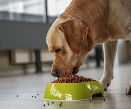 Best Dog Foods for Allergies According to Vets - Expert Recommendations