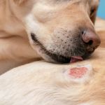 How to Care for a Dog With Allergic Dermatitis: A Complete Guide