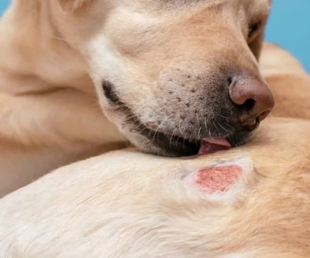 How to Care for a Dog With Allergic Dermatitis: A Complete Guide