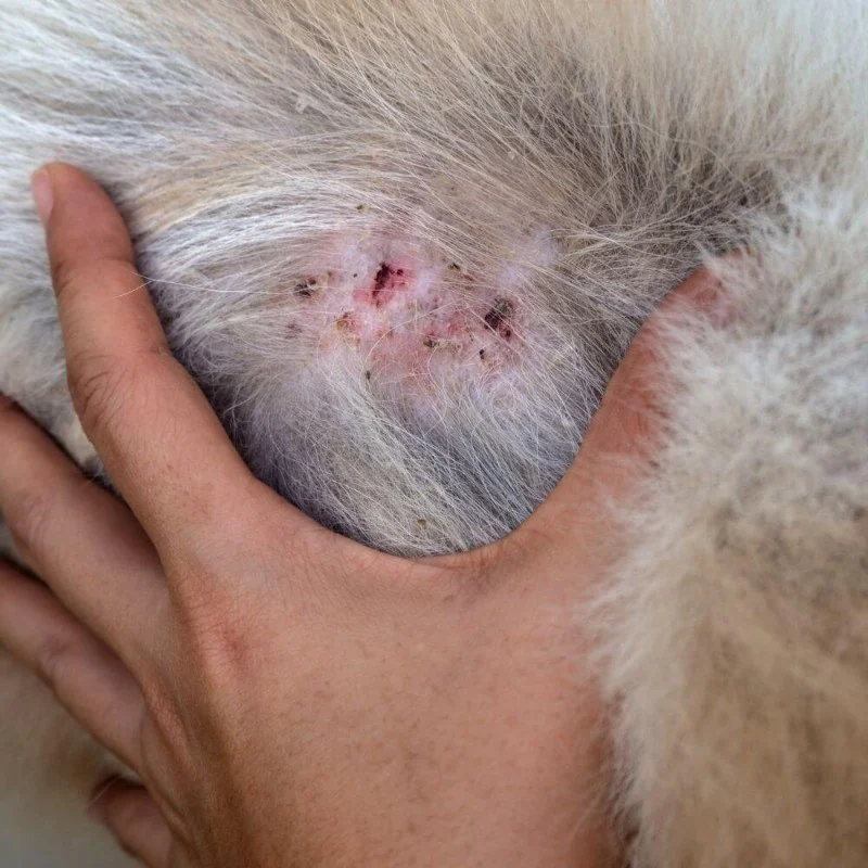 How to Care for a Dog With Allergic Dermatitis