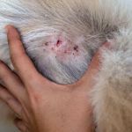 How to Care for a Dog With Allergic Dermatitis