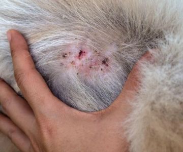 How to Care for a Dog With Allergic Dermatitis