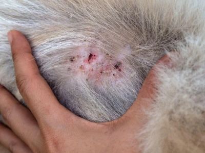 How to Care for a Dog With Allergic Dermatitis
