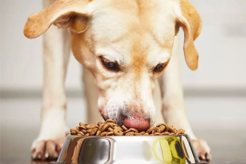 Best Dog Foods for Allergic Reaction Support: Top Picks for Sensitive Dogs