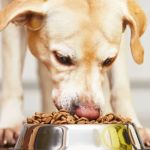 Best Dog Foods for Allergic Reaction Support: Top Picks for Sensitive Dogs