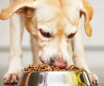 Best Dog Foods for Allergic Reaction Support: Top Picks for Sensitive Dogs