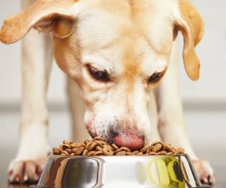 Best Dog Foods for Allergic Reaction Support: Top Picks for Sensitive Dogs