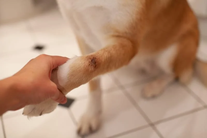 What to Do If Your Dog Has a Cut or Wound