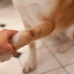 What to Do If Your Dog Has a Cut or Wound