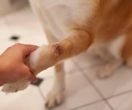 What to Do If Your Dog Has a Cut or Wound