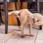 How to Prevent Urinary Tract Infections in Dogs | Essential Tips for Pet Owners