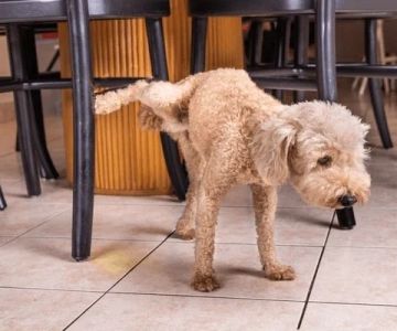 How to Prevent Urinary Tract Infections in Dogs | Essential Tips for Pet Owners