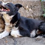 What Every Dog Owner Should Know About Rabies