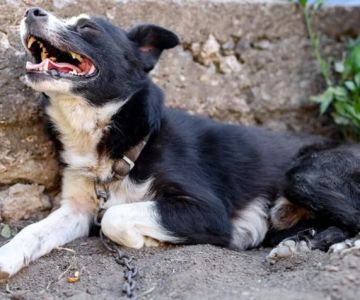 What Every Dog Owner Should Know About Rabies