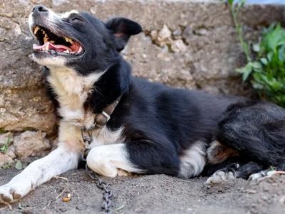 What Every Dog Owner Should Know About Rabies