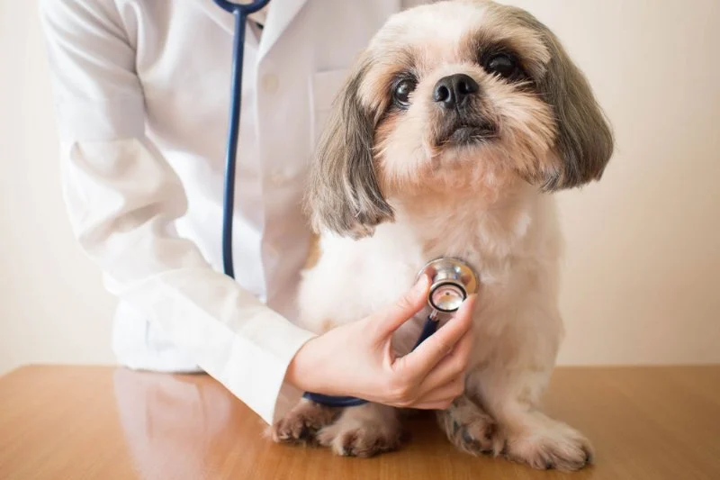 What to Know About Canine Heart Disease: Signs, Care, and Prevention