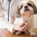 What to Know About Canine Heart Disease: Signs, Care, and Prevention