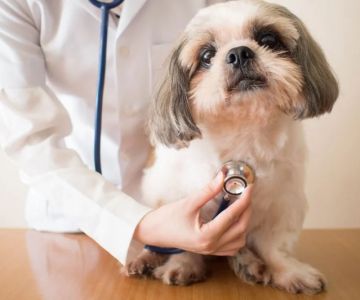What to Know About Canine Heart Disease: Signs, Care, and Prevention