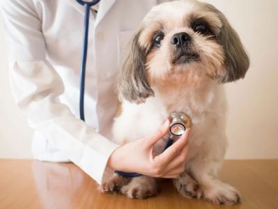 What to Know About Canine Heart Disease: Signs, Care, and Prevention