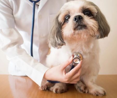 What to Know About Canine Heart Disease: Signs, Care, and Prevention