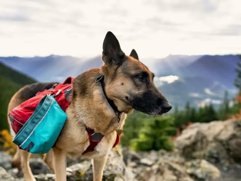 The Best Dog Backpacks for Hiking and Adventure: Top Picks for Active Dogs